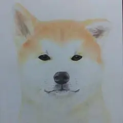 秋田犬　　色鉛筆画