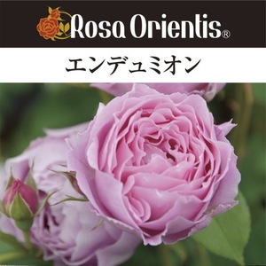 送料無料　エンデュミオン　新苗4号鉢　　鉢植え バラ 薔薇 ロサ オリエンティス