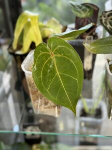 UJ Anthurium X ‘ Red Spider’( Indo) アンスリューム　レッドスパイダー