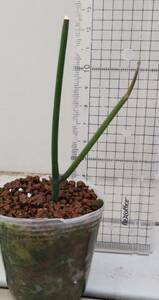 Cynanchum viminale subsp. brunonianum　原種 多肉植物　A　ガガイモ　Ceropegia セロペギア