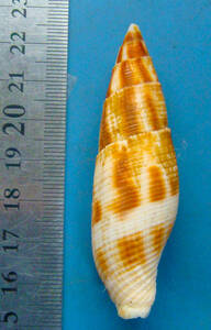 貝標本 コゲフデガイ 68mm