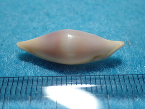 貝の標本・貝殻：ニセムラクモキヌヅツミ（ウミウサギ）