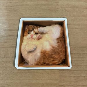 【即日発送】猫ミーム ステッカー 1枚 箱つめ