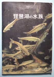 琵琶湖の水族　琵琶湖文化館発行　昭和45年(1970年)　古書　魚類　図鑑　ビワコオオナマズ