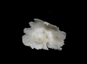 貝の標本 トサキキョウニシ　Latiaxis latispinnatus 25mm.w/o.
