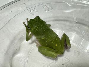016 シュレーゲルアオガエル キボシ入り メス♀雌 即決価格 神奈川県産 カエルかえる蛙 生体