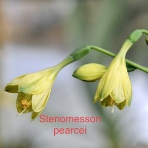 ステノメゾン・ピアルシー　Stenomesson pearcei 分球小苗