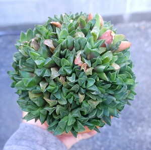 ハオルチア レツーサ 多肉植物　苗