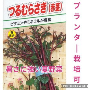 【10粒】つるむらさき(赤茎)　生育旺盛　暑さに強い夏野菜　グリーンカーテン　栄養豊富　送料73円〜　プランターで簡単栽培も♪