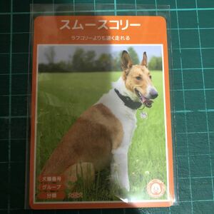 【犬種図鑑カード】 No.122 スムースコリー