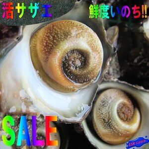 お刺身・壺焼き 「活さざえ50粒位-5kg」とれたて直送!! 天然、境港産