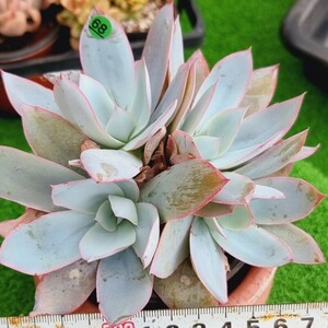 G0430-G168 カンテ エケベリア 多肉植物 韓国苗