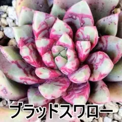 ブラッドスワロー　レア種　１頭　エケベリア　多肉植物