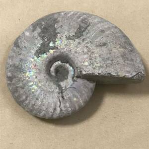化石 マダガスカル産 アンモナイト 天然石 クリオニセラス 虹色の発色 標本 