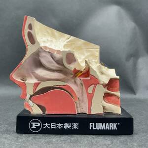 i-64722 USED 医療用 立体内耳鼻腔模型 丸善 新日本造型 大日本製薬 FLUMARK