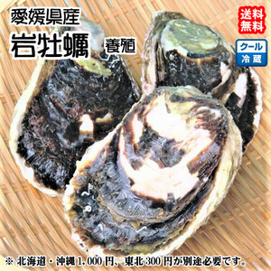 岩牡蠣 （300~400g×5個） 養殖 愛媛 （期間限定 5月中旬～8月末） 送料無料 北海道/沖縄/東北は別途送料 宇和海の幸問屋