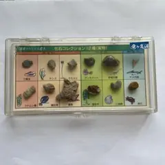 地球スペシャル標本 化石コレクション12種