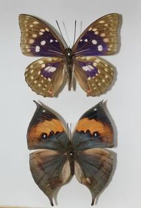 蝶の標本　日本の国蝶オオムラサキ X１コノハチョウ X1箱付き