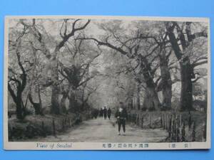 戦前絵葉書 躑躅ケ岡公園 桜 満開の桜 榴岡公園 仙台 (E60)