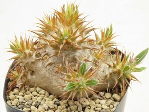 ■[W162]makayense　マカイエンセ　魔界玉　実生苗　ヤマト運輸 【多肉植物　Pachypodium　パキポディウム】