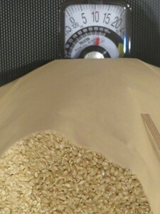 新米（令和５年産の玄米）１０kg　産地・品種：石川産の能登ひかり（コシヒカリから能登地方の風土に合う様に作られたお米です）