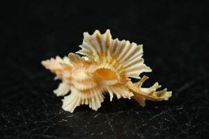 セリナバショウ　28.8㎜ 　タカラガイ　貝標本　貝殻