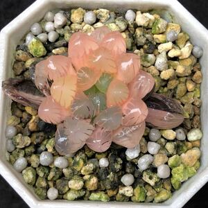 多肉植物　ハオルチア　ハオルシア　OB1紫オブツーサ錦　極上斑　 