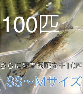 No20【100匹】＋予備保障10匹　ヤマトヌマエビ　S～Mサイズ　淡水エビ　甲殻類　掃除　苔　19