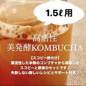 1.5L用　紅茶きのこ　コンブチャ　スコビー株　　失敗しない詳しいレシピ&サポート付