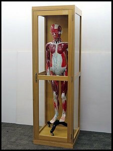△引取限定 人体解剖模型 ショーケース付 男性 人体モデル/人体標本/人体模型/人体内蔵模型/全身/人体解剖モデル/研究室/理科室