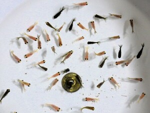 キャリコ蝶尾の稚魚約2ｃｍ 10匹セット(浜松 二橋養魚場産)。240110。06