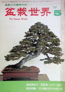 盆栽世界　1977年5月号　昭和52年　図解楓の石付の作り方 　樹石社　YB230712S1