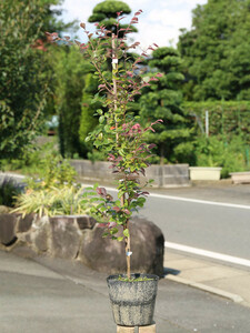 トキワマンサク赤葉ピンク花 0.8m 15cmポット 10本 苗