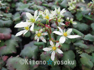 大文字草・瀬戸緑（セトミドリ）◇ユキノシタ科 　●３寸（9.0cm）ポリポット栽培　☆開花時期９月～