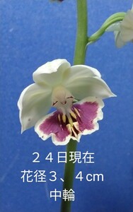 颯　　夢丹頂×令和の光　初花開花中８０（えびね・エビネ・春蘭・寒蘭・山野草 )