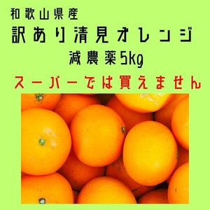 セール！百貨店では買えない 甘すぎる B級 ほとんど無農薬 清見オレンジ 5kg 和歌山県産　きよみ