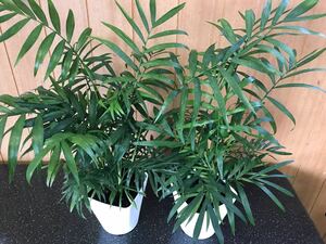 椰子の木(テーブルヤシ)鉢植え2鉢