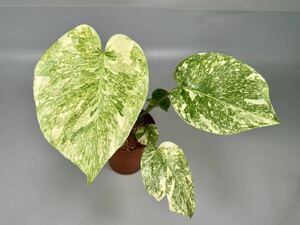 「01」Monstera Deliciosa Green Snow モンステラ・デリシオーサ・グリーン スノー