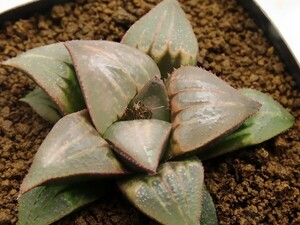 ■[W069]白百合×Glass Cloud　実生　未繁殖　ヤマト運輸 【多肉植物　Haworthia　ハオルチア　ハオルシア】