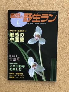 自然と野生ラン 2006年1月号　※ 中国蘭 雪割草 福寿草 イワヒバ セッコク ※ 園芸JAPAN