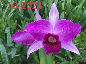 C. purpurata f. flamea CG select#16 洋蘭 原種