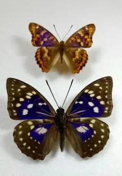 蝶標本A級品（最終値下）