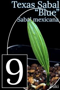 サバル・メキシカーナ ブルー 小苗x9[耐寒性ヤシ]Sabal mexicana