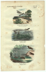 1837年 スペイン 博物図鑑 鋼版画 手彩色 Pl.43 ウスバカゲロウ科 モンカゲロウ科 トビケラ科など3種 博物画