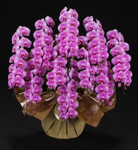 大特価　大輪　胡蝶蘭　コチョウラン　ファレノプシス　花の色　ピンク　10本立て　贈答用　送料無料