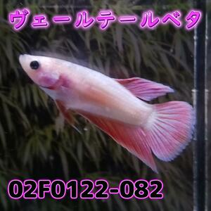 ベタ　ベールテール　メス　02F0122-082　トラディショナル　熱帯魚　生体