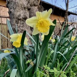 ☆ラッパ水仙の球根・5個☆①☆検索☆水仙・球根・花壇・庭花・切り花☆☆☆《落札後に掘りおこし発送いたします。》