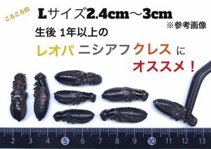 冷凍クロコL約300匹300g冷凍コオロギ