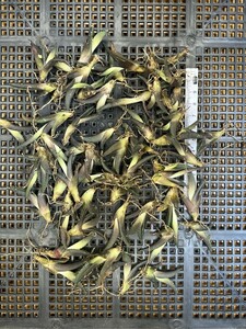 No:401多肉植物アガベ チタノタ 海王 agave titanota seaking 小株 60株