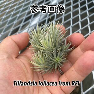 Tillandsia loliacea from RFI
